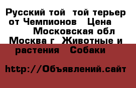 Русский той (той терьер) от Чемпионов › Цена ­ 20 000 - Московская обл., Москва г. Животные и растения » Собаки   